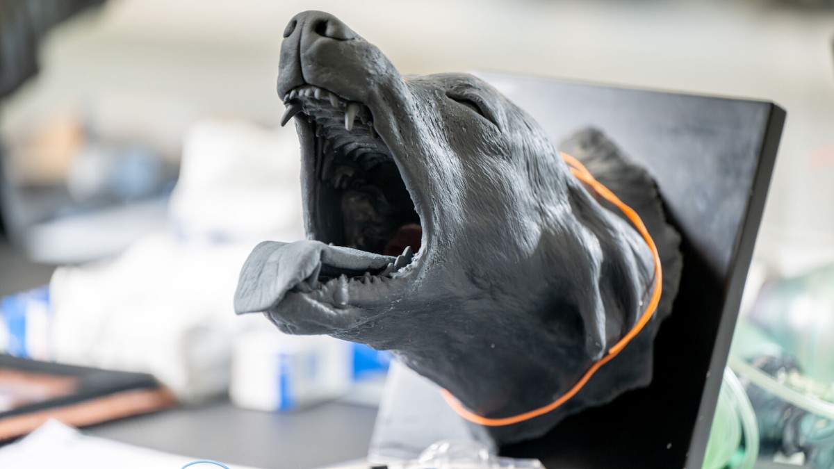 28 Aug 2024 International Veterinary Simulation in Teaching (InVeST